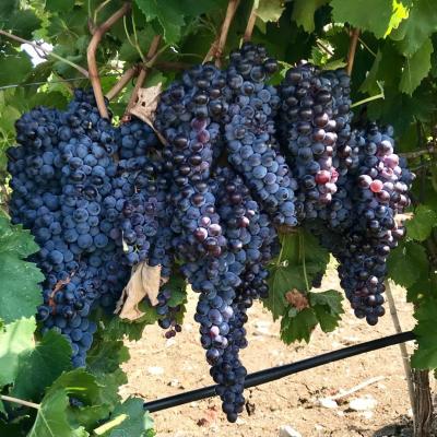 Uve E Vini Guastella Palermo Partinico 27