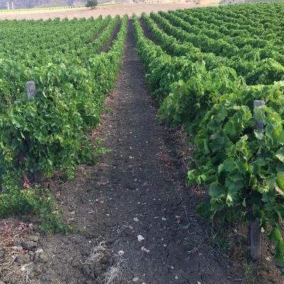 Vini Sicilia Guastella Azienda Agricola Palermo 11