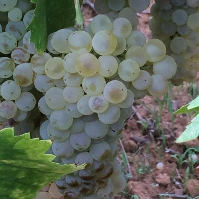 Uve E Vini Guastella Palermo Partinico 12