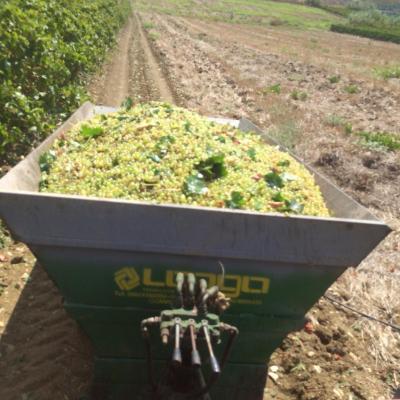 Uve E Vini Guastella Palermo Partinico 14
