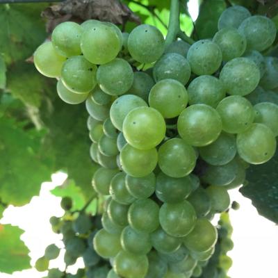 Uve E Vini Guastella Palermo Partinico 15