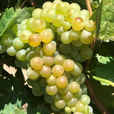 Uve E Vini Guastella Palermo Partinico 16