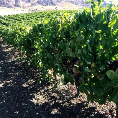 Uve E Vini Guastella Palermo Partinico 17