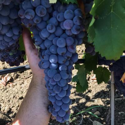 Uve E Vini Guastella Palermo Partinico 18
