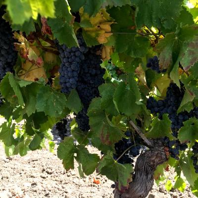 Uve E Vini Guastella Palermo Partinico 19