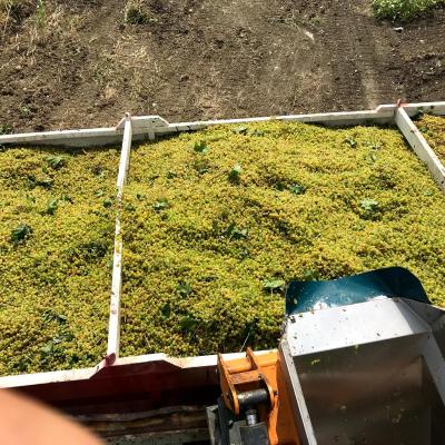 Uve E Vini Guastella Palermo Partinico 20