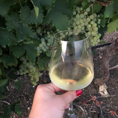 Uve E Vini Guastella Palermo Partinico 9