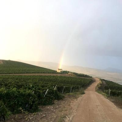 Vini Sicilia Guastella Azienda Agricola Palermo 14