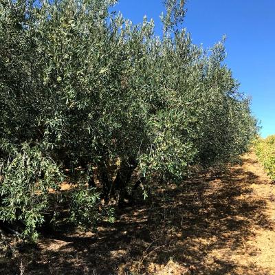 Vini Sicilia Guastella Azienda Agricola Palermo 15