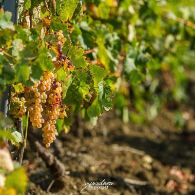 Vini Sicilia Guastella Azienda Agricola Palermo 16