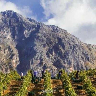 Vini Sicilia Guastella Azienda Agricola Palermo 18