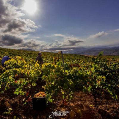 Vini Sicilia Guastella Azienda Agricola Palermo 201