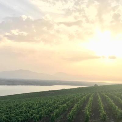 Vini Sicilia Guastella Azienda Agricola Palermo 5