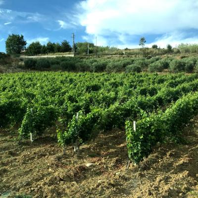 Vini Sicilia Guastella Azienda Agricola Palermo 8